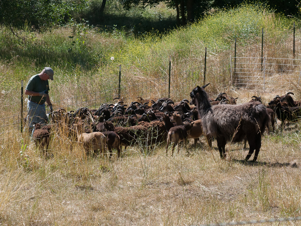 Soay sheep on meager pasture